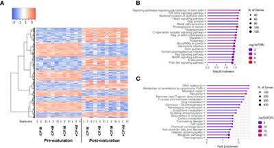 Developmental, cytogenetic and epigenetic consequences of removing complex proteins and adding melatonin during in vitro maturation of bovine oocytes